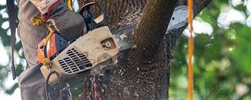 Best Utility Line Clearance  in Martinsville, VA