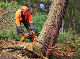 Trusted Martinsville, VA Tree Services Experts