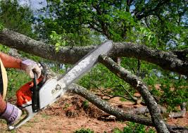 Best Root Management and Removal  in Martinsville, VA