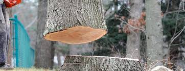 Best Tree Trimming and Pruning  in Martinsville, VA