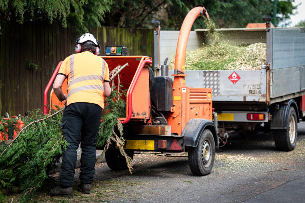 Best Tree Maintenance Programs  in Martinsville, VA