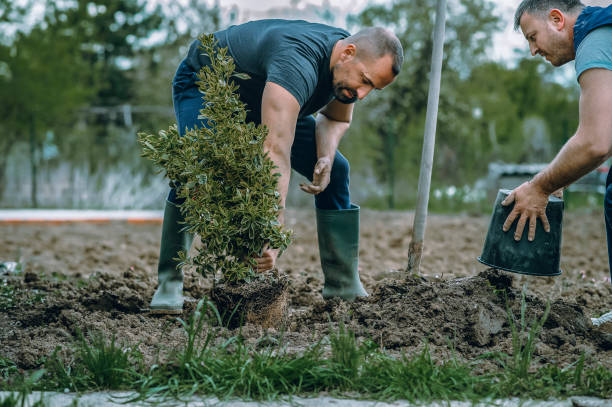 Best Artificial Turf Installation  in Martinsville, VA