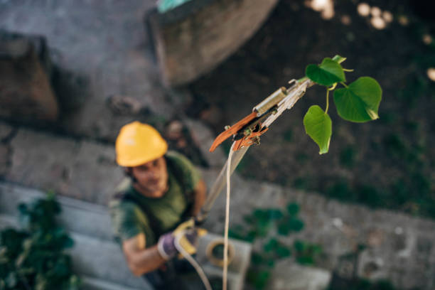 Best Storm Damage Tree Cleanup  in Martinsville, VA