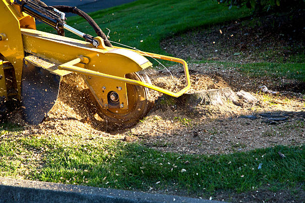 Best Weed Control  in Martinsville, VA