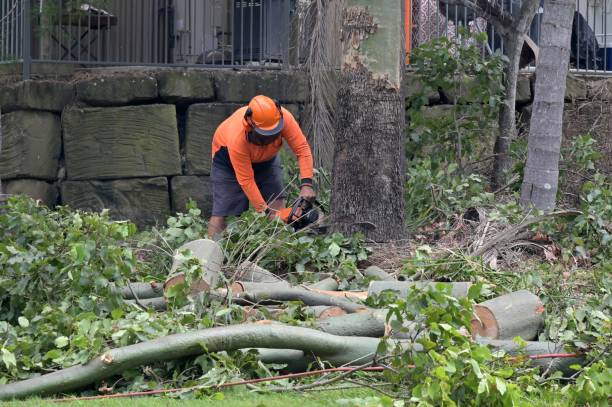 Best Tree and Shrub Care  in Martinsville, VA