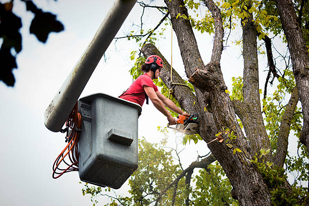 How Our Tree Care Process Works  in  Martinsville, VA