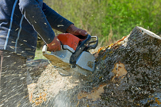 Best Lawn Drainage Solutions  in Martinsville, VA