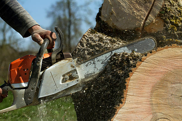Best Fruit Tree Pruning  in Martinsville, VA